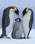 pic for three pinguins